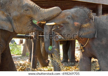 Two happy elephants enjoy their watermelons treat.