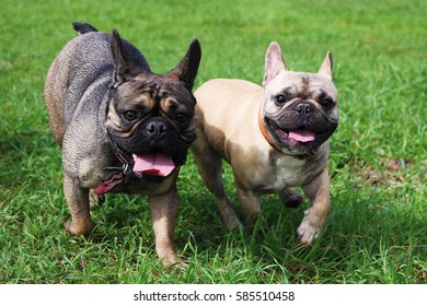 Two Happy French Bulldogs Walking Together Stock Photo 585510458 ...