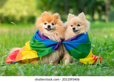 Two happy friends Pomeranian Spitz dogs lying on the grass on rainbow LGBT color flag smiling with tongue out at summer. Gay pride animals. Homosexual relationships and transgender orientation concept