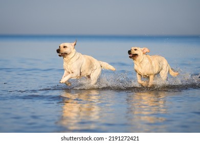 19,297 Labrador on the beach Images, Stock Photos & Vectors | Shutterstock