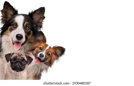 Two Happy Panting Dogs And One Sad Puppy Dog In Front Of A White Background