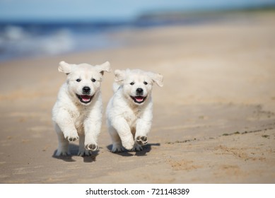 Two Happy Puppies Running On A Beach