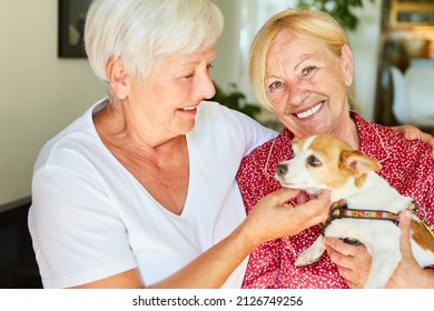 Two happy seniors with a small dog as a pet for friendship and company - Powered by Shutterstock
