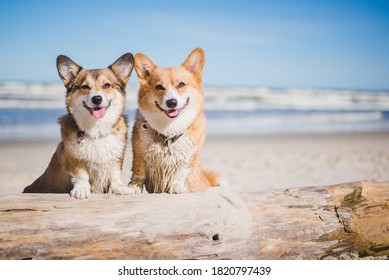 Two Happy Welsh Corgi Pembroke Dogs On A Beach