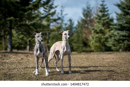 Whippet Puppy Images Stock Photos Vectors Shutterstock