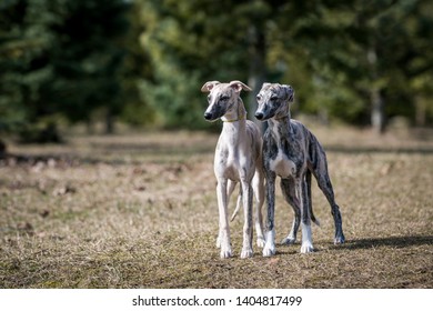 Two Happy Whippet Dogs Posing Outside Stock Photo 1404817499 | Shutterstock