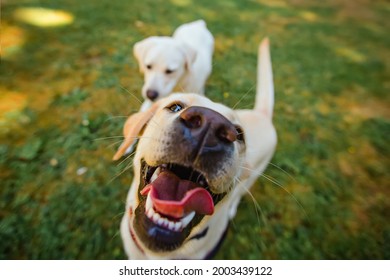 dos felices perros de laboratorio amarillos