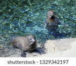 Two Harbor Seals