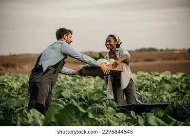 Two hard workers on a farm harvesting fresh cabbage on the agricultural land. - Powered by Shutterstock