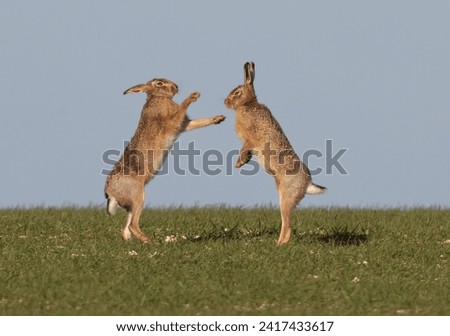 Two Hares boxing, mad March hares