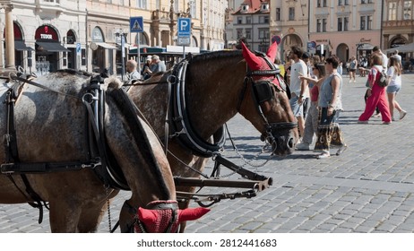 Two harnessed draft horses stand on cobblestone while tourists walk through historic Prague square.