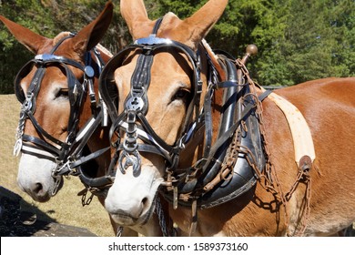 959 Mules harness Images, Stock Photos & Vectors | Shutterstock