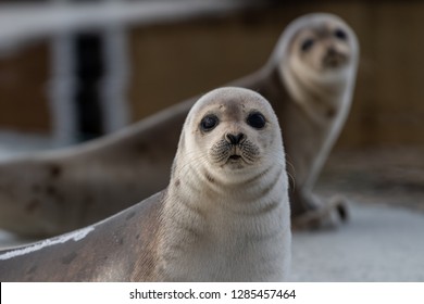 Two harp seals up on their front flippers on an ice pan. The saddleback seals have a dark skin coat. The seals eyes are dark and it has a heart shape nose. There's wrinkles of fur under their heads.