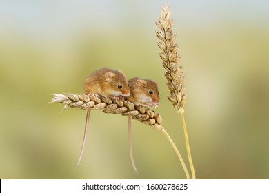 Two Harvest Mice On Wheat