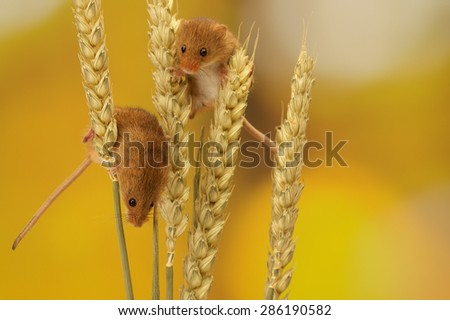 Two Harvest mouse climbing on wheat isolated against an autumn background