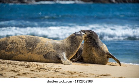 Two Hawaiian Monk Seals Greeting Each Other On Mokulua Island.