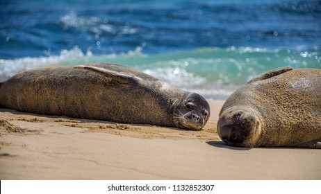 Two Hawaiian Monk Seals Looking Into The Camera On Mokulua Island.