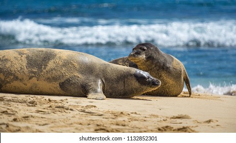Two Hawaiian Monk Seals On Mokulua Island.