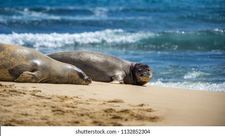 Two Hawaiian Monk Seals, One Sleeping, On Mokulua Island.