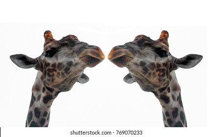 Two Heads Of Giraffe Isolated