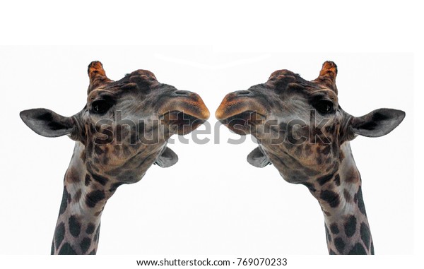 Two Heads Giraffe Isolated Stock Photo (Edit Now) 769070233