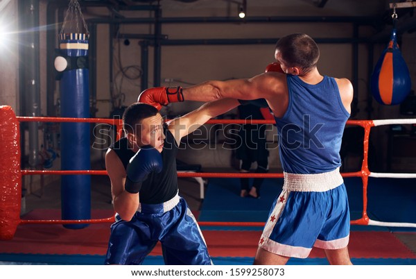 Two Healthy Boxers Training Boxing Ring Stock Photo 1599258073 ...