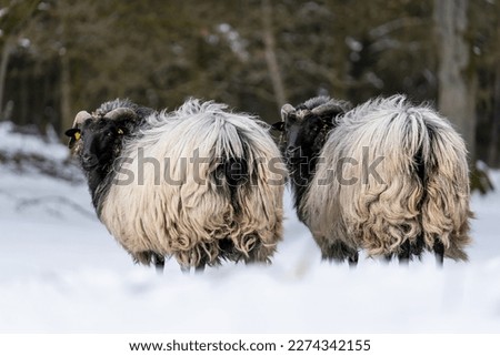 Two Heidschnucken (a typical northern German sheep breed) in the snow.