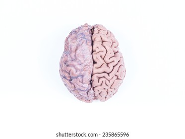 two hemisphere of a real human brain isolated on white 