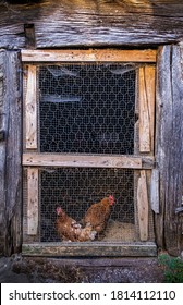 Two Hens At The Door Of An Old Barnyard With A Wire Mesh Door, In A Rural Scene