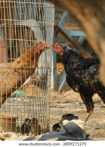 Two Hens Interacting Through Wire Cage with Chicks on Farm
Two adult hens, one inside a wire cage and one outside, facing each other with baby chicks on a rural farm ground. Agricultural and village life scene showing poultry, chicken farming and mother hens with chicks in India.
