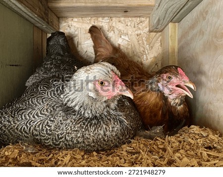 Two hens in a nesting box