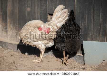 Two hens are standing next to each other, one white, the other black. The white one has its head buried in its feathers.