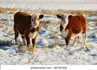 Two Hereford cattle standing in a snowy field - Powered by Shutterstock