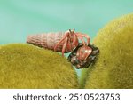 Two hermit crabs are walking slowly on a rock covered with seaweed. This animal whose habitat is on the edge of a sandy beach has the scientific name Paguroidea sp.