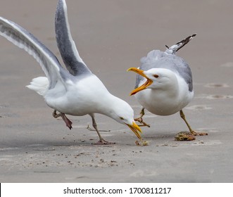 Two herring gulls fight over what's left of a small crab meal on the beach at Holgate, NJ