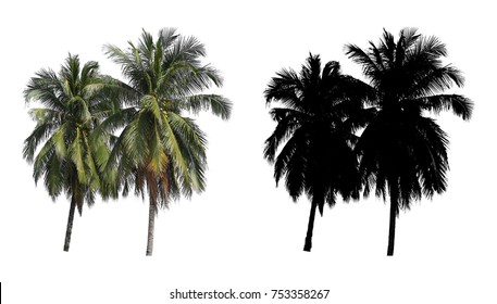 Two High Coconut Trees With Black Alpha Mask Isolated On White Background.