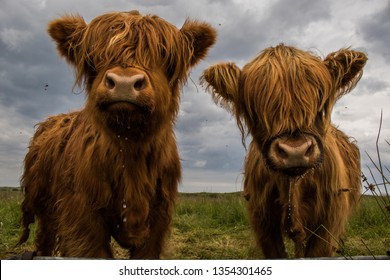 Two Highland Cows