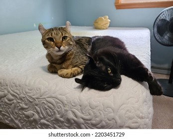 Two Highlander Cats Curled Up Together On A Bare Mattress. 