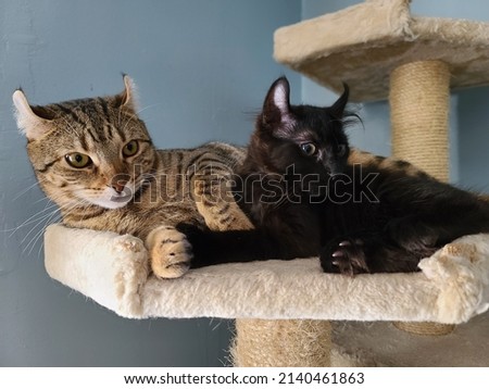 Two highlander kittens curled up on a cat tower together. The younger cat is all black and the older cat is brown and black stripes.
