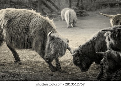 Two Highlands meet forehead to forehead, testing strength with slow, deliberate pressure. A natural ritual played out beneath the open sky.