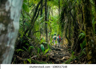 Two Hikers Make Their Way Through The Thick Jungle Of Corcovado National Park, Costa Rica