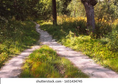 Two Hiking Paths In The Forest Converge Into A Single