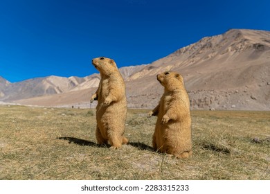 Two Himalayan marmot standing on a vally of a mountain