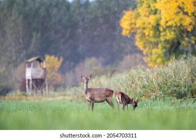 Two hinds (red deer females) standing on meadow and grazing in forest with wooden watchtower in background. Wildlife cervus elaphus in natural habitat in autumn
