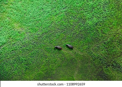 Two hippo and aerial landscape in Okavango delta, Botswana. Lakes and rivers, view from airplane. Green vegetation in South Africa. Trees with water in rainy season. 