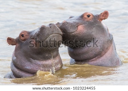 Two hippo calfs in Saint Lucia, South Africa.