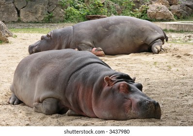 Two Hippopotamus Sleeping