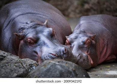 Two Hippopotamus Sleeping On Humid Day