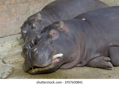 Two Hippopotamus Sleeping In A Zoo