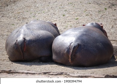 Two hippos from behind on the ground